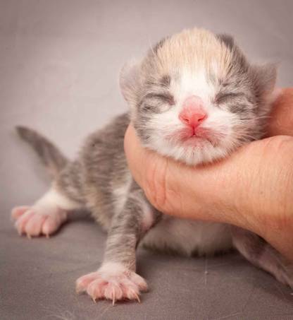 Description: Description: J:\Pictures\N-kull_Day_1\20111110_N-kull_Day_1_0019.jpg