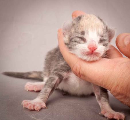 Description: Description: J:\Pictures\N-kull_Day_1\20111110_N-kull_Day_1_0018.jpg