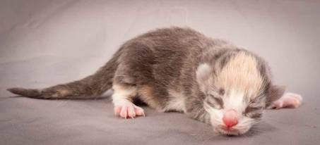 Description: Description: J:\Pictures\N-kull_Day_1\20111110_N-kull_Day_1_0030.jpg