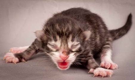 Description: Description: J:\Pictures\N-kull_Day_1\20111110_N-kull_Day_1_0046.jpg