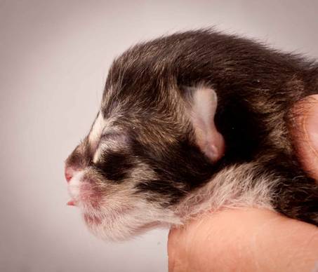 Description: Description: J:\Pictures\N-kull_Day_1\20111110_N-kull_Day_1_0042.jpg