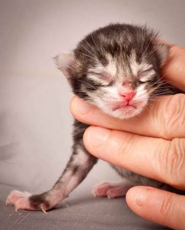 Description: Description: J:\Pictures\N-kull_Day_1\20111110_N-kull_Day_1_0038.jpg