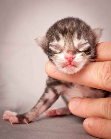 Description: Description: J:\Pictures\N-kull_Day_1\20111110_N-kull_Day_1_0036.jpg