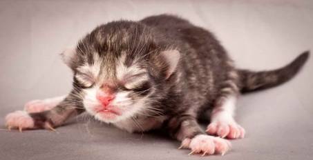 Description: Description: J:\Pictures\N-kull_Day_1\20111110_N-kull_Day_1_0048.jpg