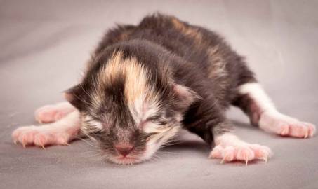 Description: Description: J:\Pictures\N-kull_Day_1\20111110_N-kull_Day_1_0074.jpg