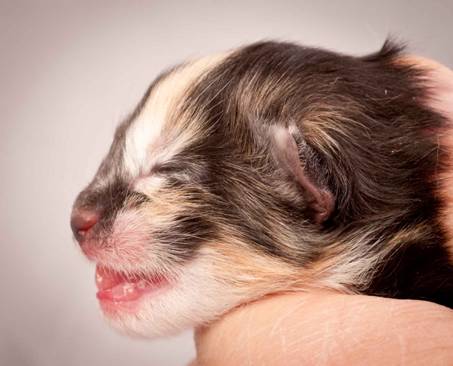 Description: Description: J:\Pictures\N-kull_Day_1\20111110_N-kull_Day_1_0067.jpg