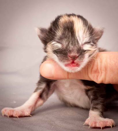 Description: Description: J:\Pictures\N-kull_Day_1\20111110_N-kull_Day_1_0061.jpg