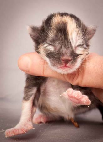 Description: Description: J:\Pictures\N-kull_Day_1\20111110_N-kull_Day_1_0060.jpg