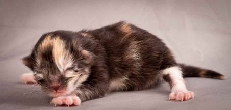 Description: Description: J:\Pictures\N-kull_Day_1\20111110_N-kull_Day_1_0077.jpg