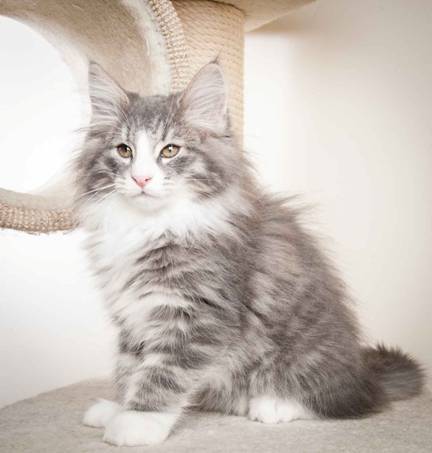 Beskrivelse: J:\Pictures\O-kull\O-kull_11_weeks\20120218_O_kull_11_weeks_0004.jpg