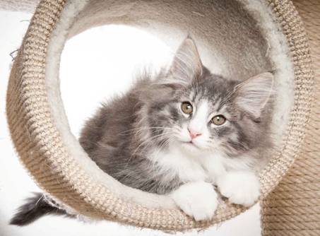 Beskrivelse: J:\Pictures\O-kull\O-kull_11_weeks\20120218_O_kull_11_weeks_0019.jpg