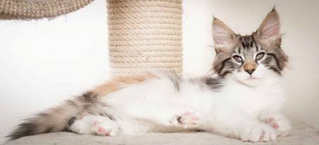 Beskrivelse: J:\Pictures\O-kull\O-kull_11_weeks\20120218_O_kull_11_weeks_0033.jpg