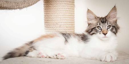 Beskrivelse: J:\Pictures\O-kull\O-kull_11_weeks\20120218_O_kull_11_weeks_0029.jpg