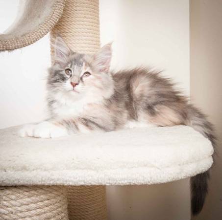 Beskrivelse: J:\Pictures\O-kull\O-kull_11_weeks\20120218_O_kull_11_weeks_0055.jpg