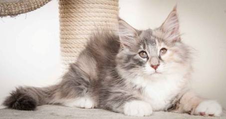 Beskrivelse: J:\Pictures\O-kull\O-kull_11_weeks\20120218_O_kull_11_weeks_0047.jpg