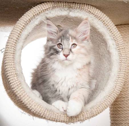 Beskrivelse: J:\Pictures\O-kull\O-kull_11_weeks\20120218_O_kull_11_weeks_0064.jpg