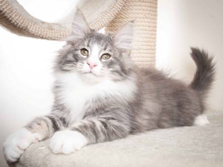 Beskrivelse: J:\Pictures\O-kull\O-kull_12_weeks\20120228_O-kull_12_weeks_0013.jpg