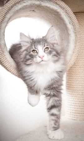 Beskrivelse: J:\Pictures\O-kull\O-kull_12_weeks\20120228_O-kull_12_weeks_0029.jpg