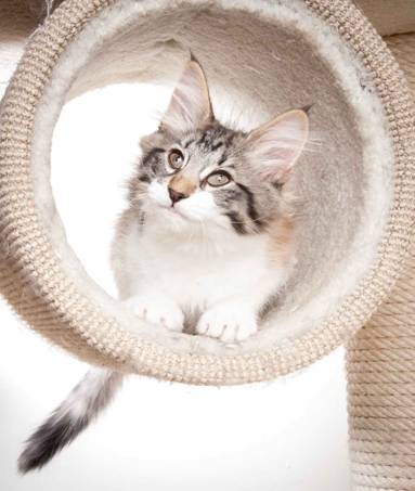 Beskrivelse: J:\Pictures\O-kull\O-kull_12_weeks\20120228_O-kull_12_weeks_0042-Edit.jpg
