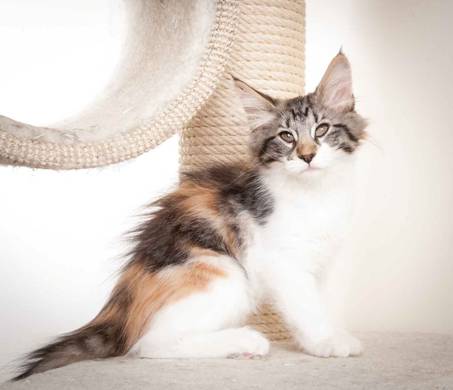 Beskrivelse: J:\Pictures\O-kull\O-kull_12_weeks\20120228_O-kull_12_weeks_0037-Edit.jpg