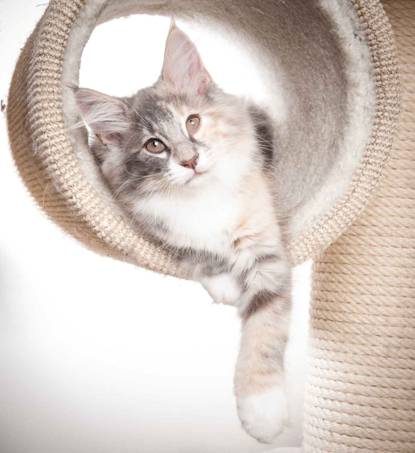Beskrivelse: J:\Pictures\O-kull\O-kull_12_weeks\20120228_O-kull_12_weeks_0063-Edit.jpg