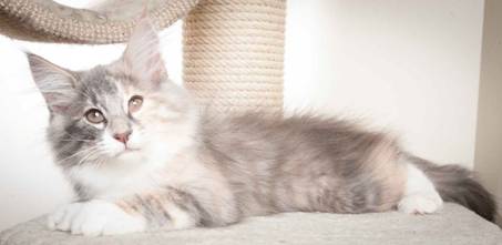 Beskrivelse: J:\Pictures\O-kull\O-kull_12_weeks\20120228_O-kull_12_weeks_0049-Edit.jpg