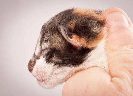 Description: Description: J:\Pictures\O-kull_1_day\20111204_O-kull_1_day_0022.jpg