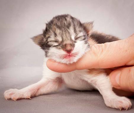 Description: Description: J:\Pictures\O-kull_1_day\20111204_O-kull_1_day_0018.jpg