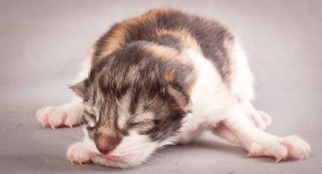 Description: Description: J:\Pictures\O-kull_1_day\20111204_O-kull_1_day_0014.jpg