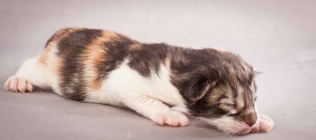 Description: Description: J:\Pictures\O-kull_1_day\20111204_O-kull_1_day_0027.jpg