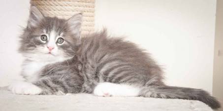 Description: J:\Pictures\O_kull_7_weeks\20120122_N_kull_7_weeks_0019.jpg