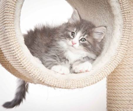 Description: J:\Pictures\O_kull_7_weeks\20120122_N_kull_7_weeks_0010.jpg