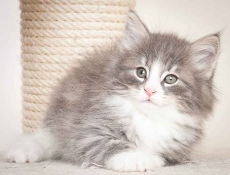 Description: J:\Pictures\O_kull_7_weeks\20120122_N_kull_7_weeks_0008.jpg