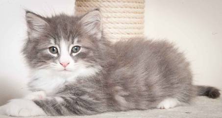 Description: J:\Pictures\O_kull_7_weeks\20120122_O-kull_7_weeks_0001.jpg