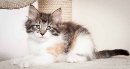 Description: J:\Pictures\O_kull_7_weeks\20120122_N_kull_7_weeks_0031.jpg