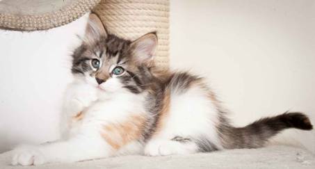 Description: J:\Pictures\O_kull_7_weeks\20120122_N_kull_7_weeks_0030.jpg