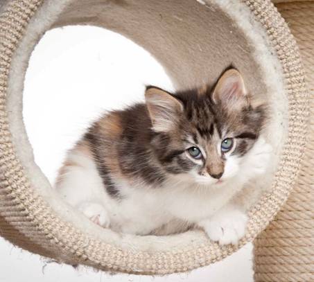 Description: J:\Pictures\O_kull_7_weeks\20120122_N_kull_7_weeks_0038.jpg