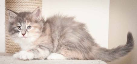 Description: J:\Pictures\O_kull_7_weeks\20120122_N_kull_7_weeks_0051.jpg