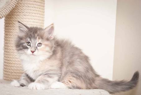 Description: J:\Pictures\O_kull_7_weeks\20120122_N_kull_7_weeks_0050.jpg