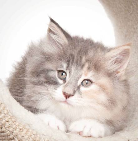 Description: J:\Pictures\O_kull_7_weeks\20120122_N_kull_7_weeks_0049.jpg