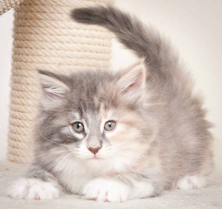 Description: J:\Pictures\O_kull_7_weeks\20120122_N_kull_7_weeks_0055.jpg