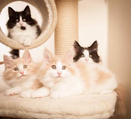 Description: D:\Pictures\P-kull_10_weeks\20120801_P_kull_10_weeks_0094.jpg