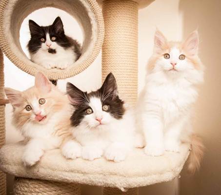 Description: D:\Pictures\P-kull_10_weeks\20120801_P_kull_10_weeks_0098.jpg