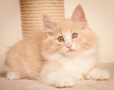 Description: D:\Pictures\P-kull_10_weeks\20120801_P_kull_10_weeks_0016.jpg