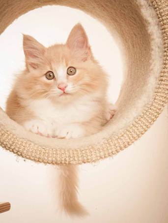 Description: D:\Pictures\P-kull_10_weeks\20120801_P_kull_10_weeks_0015.jpg