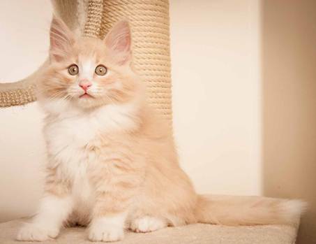 Description: D:\Pictures\P-kull_10_weeks\20120801_P_kull_10_weeks_0008.jpg