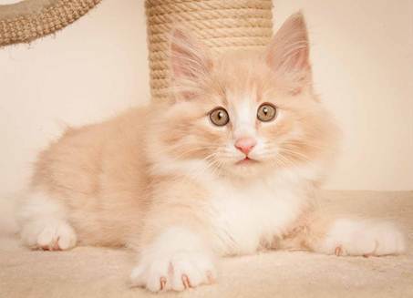 Description: D:\Pictures\P-kull_10_weeks\20120801_P_kull_10_weeks_0003.jpg