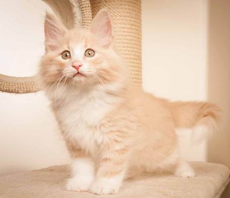 Description: D:\Pictures\P-kull_10_weeks\20120801_P_kull_10_weeks_0002.jpg