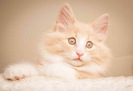 Description: D:\Pictures\P-kull_10_weeks\20120801_P_kull_10_weeks_0034.jpg