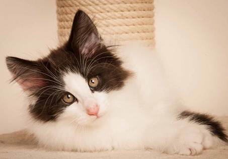 Description: D:\Pictures\P-kull_10_weeks\20120801_P_kull_10_weeks_0043.jpg